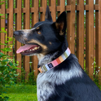 Pastel Stripe Collar