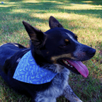 Waves Bandana