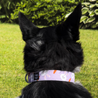 Purple Bunnies and Carrots Collar