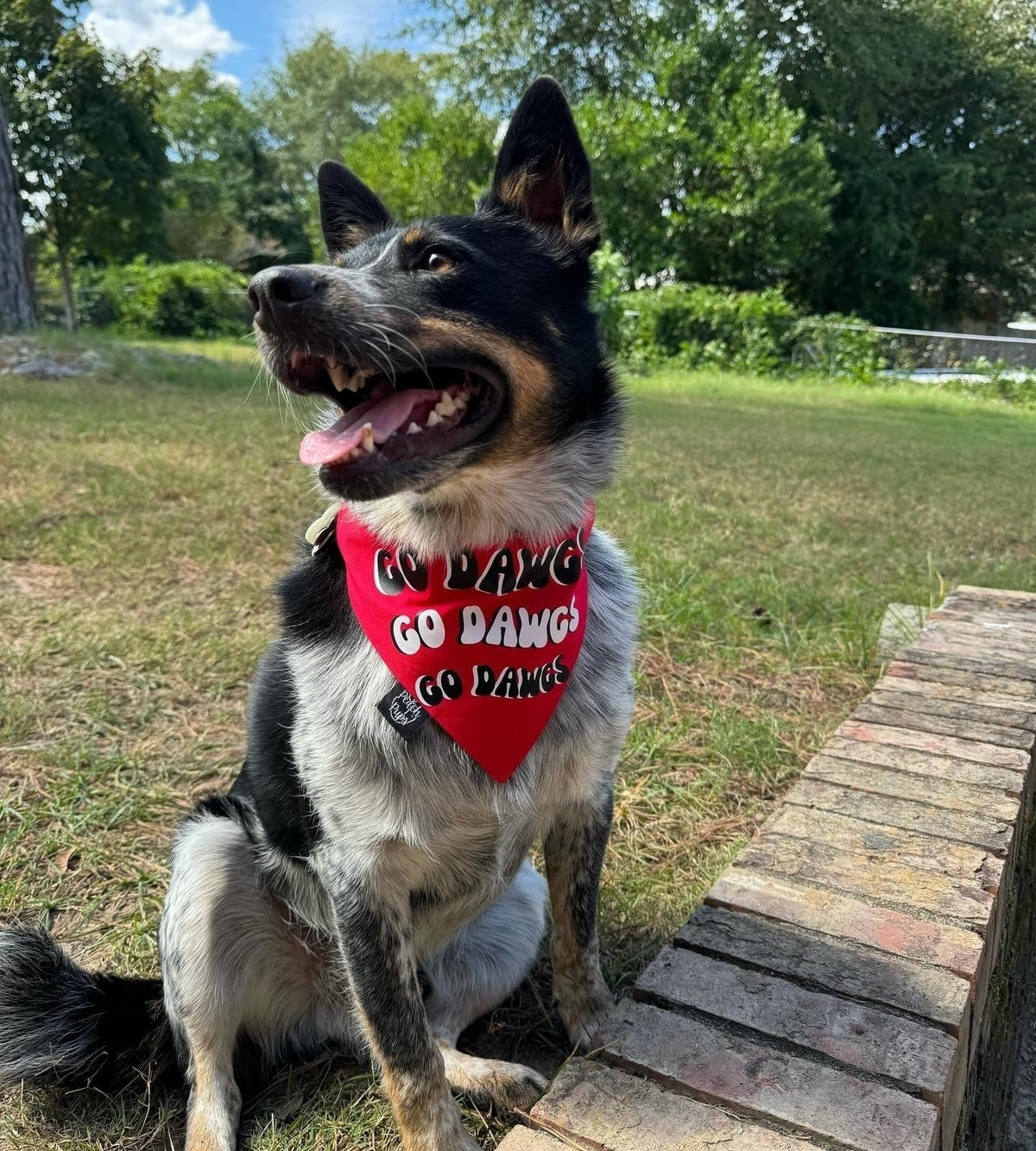 Wavy Dawgs Bandana