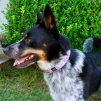 Purple Wheat Field Collar