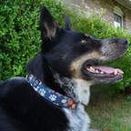 Fall Paw Prints Collar
