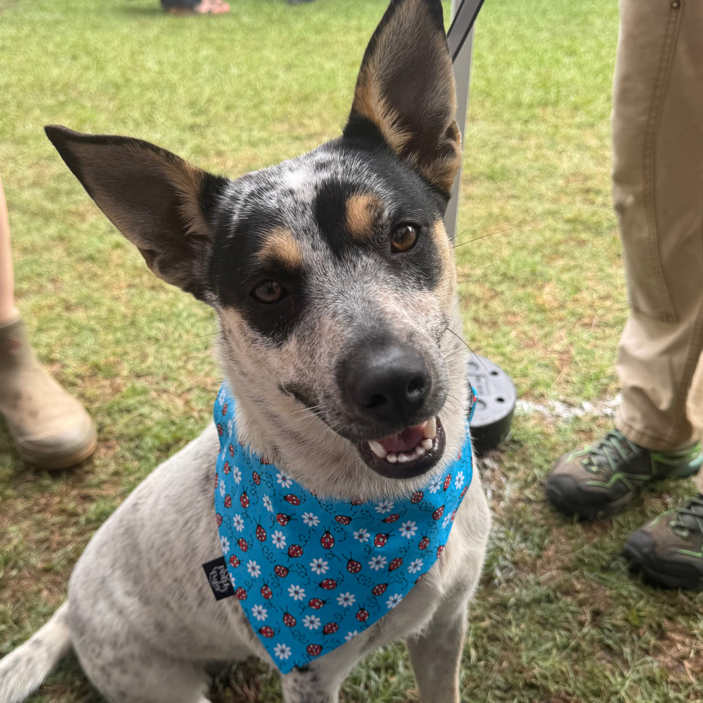 Ladybugs Bandana
