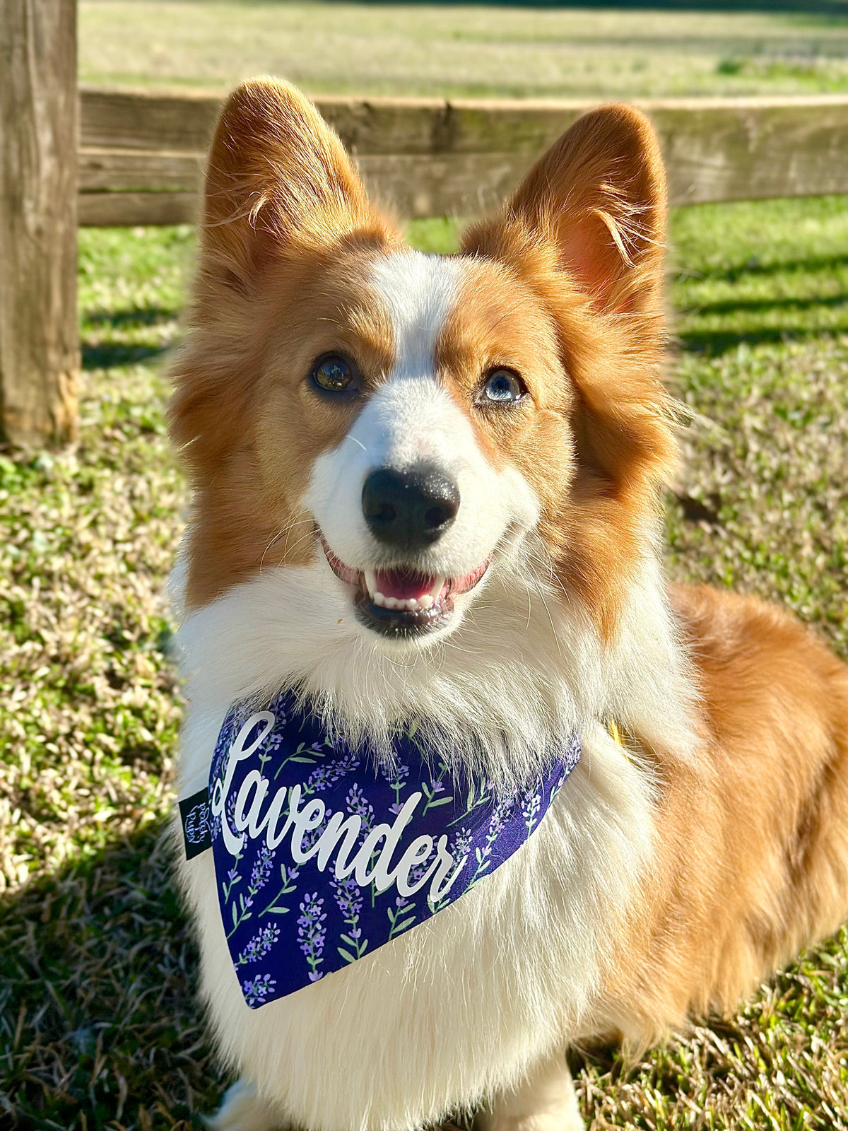 Lavender Plants Bandana
